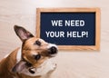 Portrait of cute dog with letter board inscription WE NEED YOUR HELP lying on floor Royalty Free Stock Photo