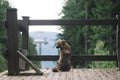 Portrait of a cute dog looking at camera in the mountain coniferous forest. Little mongrel sitting near the fence posing for the