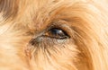 Portrait cute dog looking up Loving little look Yorkshire Terrier brown