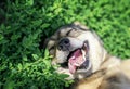 Portrait of cute dog lying on green grass in spring Sunny meadow funny sticking out his tongue and rolling his eyes