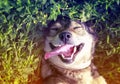 cute dog lying on green grass in spring Sunny meadow funny sticking out his tongue and rolling his eyes Royalty Free Stock Photo