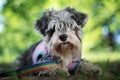 Portrait of a cute dog miniature Schnauzer, lies on the grass in the park.  puppy  training and obedience Royalty Free Stock Photo