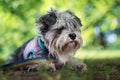 Portrait of a cute dog miniature Schnauzer, lies on the grass in the park.  puppy  training and obedience Royalty Free Stock Photo