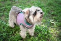 Portrait of a cute dog miniature Schnauzer, sits on the grass in the park.  puppy  training and obedience Royalty Free Stock Photo