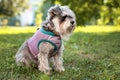 Portrait of a cute dog miniature Schnauzer, sits on the grass in the park.  puppy  training and obedience Royalty Free Stock Photo