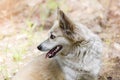 Portrait of a cute dog in profile, on a natural blurred background. A walk in the spring forest Royalty Free Stock Photo