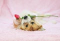 portrait of cute dog puppy Corgi lying on fluffy pink plaid with festive rose flower in teeth Royalty Free Stock Photo