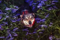 cute dog sitting on a blooming summer lilac meadow and smiles joyfully devoutly looking up Royalty Free Stock Photo