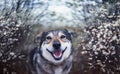 cute dog sitting in may in a blooming garden and smiles joyfully devoutly looking Royalty Free Stock Photo