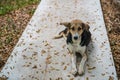 Portrait of cute dog on small road in fall season with dry leaf Royalty Free Stock Photo