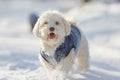 Portrait of cute dog in snow in winter Royalty Free Stock Photo