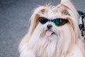 Portrait of cute dog wearing sunglasses holding a gun.