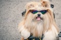 Portrait of cute dog wearing sunglasses holding a gun. very Amusing