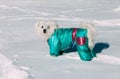 Portrait of cute dog wearing a winter coat on a snow Royalty Free Stock Photo