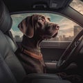 Portrait of a cute dog weimaraner sitting in a car