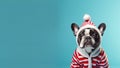 Portrait cute dog in winter costume on light blue background with copy space for text. French bulldog in Santa Claus hat and