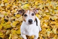 Portrait of cute dog in yellow autumn linden leaves Royalty Free Stock Photo