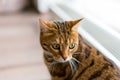Portrait of a cute domestic Bengal cat in a house with a blurry background Royalty Free Stock Photo
