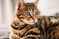 Portrait of a cute domestic Bengal cat in a house with a blurry background Royalty Free Stock Photo