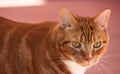 Portrait of cute domestic red cat close up on the pink background.