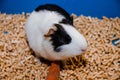 Portrait of a cute domestic guinea pig close-up.Latin name Cavia porcellus Royalty Free Stock Photo