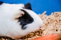 Portrait of a cute domestic guinea pig close-up.Latin name Cavia porcellus Royalty Free Stock Photo