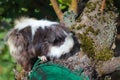 Portrait of a cute domestic guinea pig close-up.Latin name Cavia porcellus Royalty Free Stock Photo