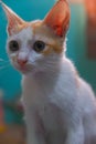 Portrait of cute domestic little cat on blurry background. Royalty Free Stock Photo