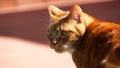 Portrait of cute domestic red cat close up on the pink background.