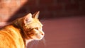 Portrait of cute domestic red cat close up on the pink background.