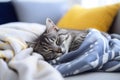 portrait of cute domestic tabby cat sleeps calm and sweetly under blanket in comfort on the bed