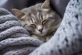 portrait of cute domestic tabby cat sleeps calm and sweetly under grey knitted blanket in comfort