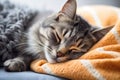 portrait of cute domestic tabby cat sleeps calm and sweetly under knitted blanket in comfort