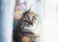 Portrait of cute edgy cat sitting on the window surrounded by bright circles of light and white tulle Royalty Free Stock Photo