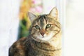 Portrait of cute edgy cat sitting on the window surrounded by bright circles of light and white tulle Royalty Free Stock Photo