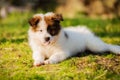 Portrait of a cute elo puppy Royalty Free Stock Photo