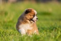 Portrait of a cute elo puppy Royalty Free Stock Photo