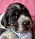 Portrait of a cute English Cocker Spaniel puppy. Color blue roan with tan