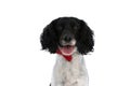 Portrait of cute english springer spaniel dog panting and sticking out tongue Royalty Free Stock Photo