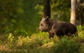 Portrait of a cute Eurasian Brown bear in a forest