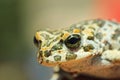 Portrait of cute european green toad