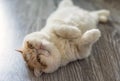 Portrait of cute Exotic shorthair cat Royalty Free Stock Photo