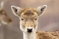 Portrait of cute fallow deer hind Royalty Free Stock Photo