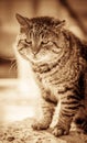 Cute fat cat portrait in sepia Royalty Free Stock Photo