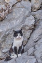 Portrait of a cute feral black and white cat with green eyes sitting on a rock background