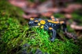 Portrait of cute fire salamander Royalty Free Stock Photo