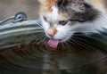 Portrait a cute fluffy cat drinks water from a bucket outside in the garden lapping up a long pink tongue