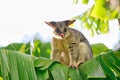 Common Brushtail Possum On Banana Tree