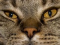 Portrait portrait of a cute fluffy fat-eyed gray-brown contented cat. Royalty Free Stock Photo