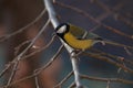 Cute fluffy Great Tit resting on a twig looking at the camera